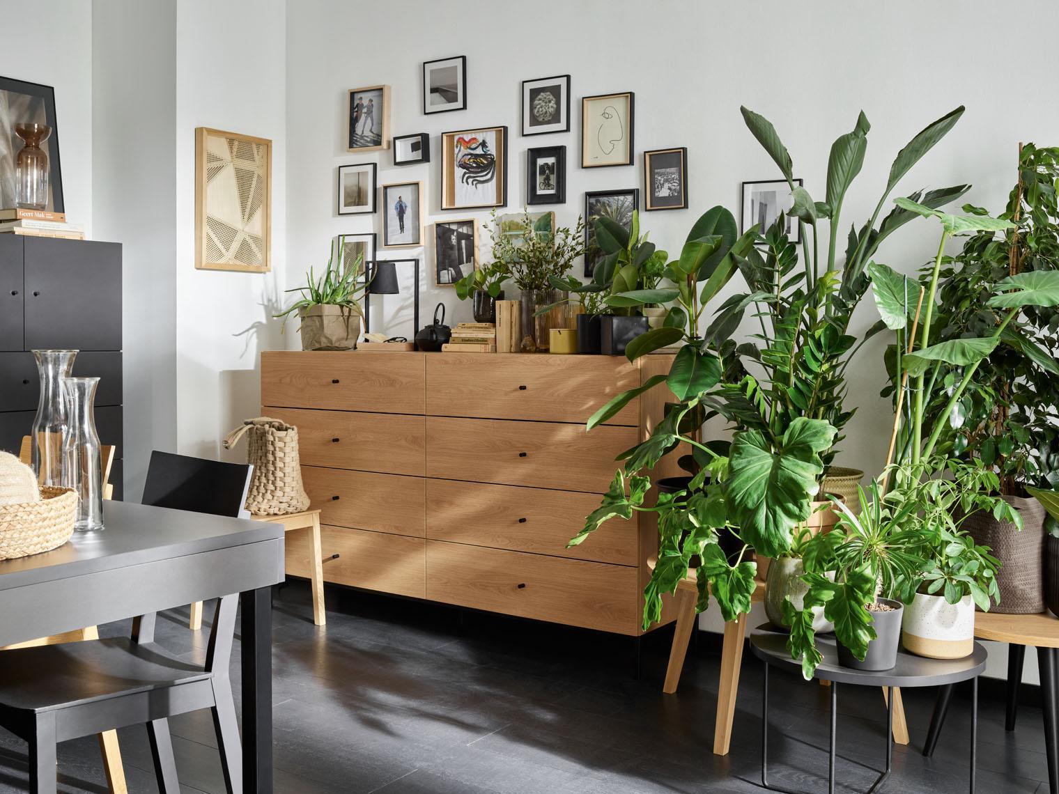 Naturalna aranżacja salonu z licznymi roślinami w doniczkach i galerią zdjęć na ścianie.