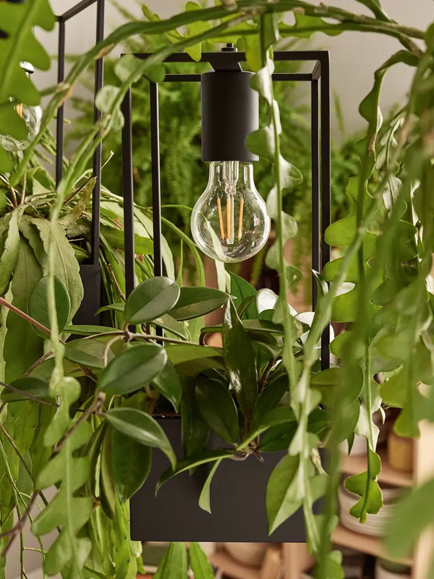 Lampa wśród roślin wiszących 