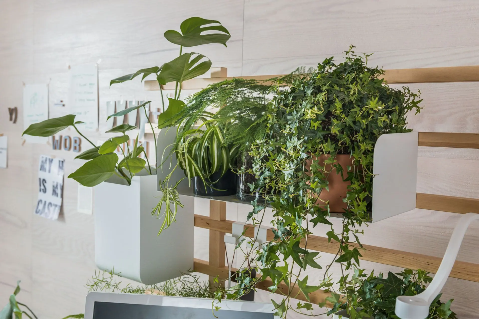 Kompozycja roślin oczyszczających powietrze – monstera, zielistka i bluszcz 