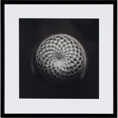 Fotografia  Cactus III