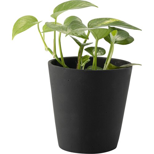 Big plant pot Duno